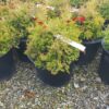 SPRING CONSIGNMENT AUCTION