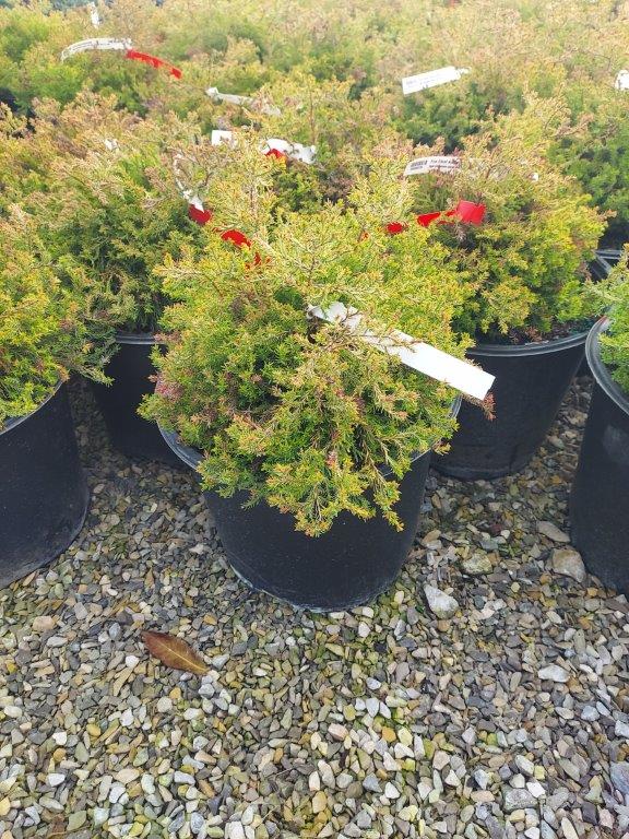 SPRING CONSIGNMENT AUCTION