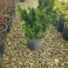 SPRING CONSIGNMENT AUCTION