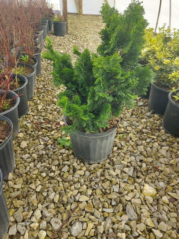 SPRING CONSIGNMENT AUCTION