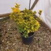 SPRING CONSIGNMENT AUCTION