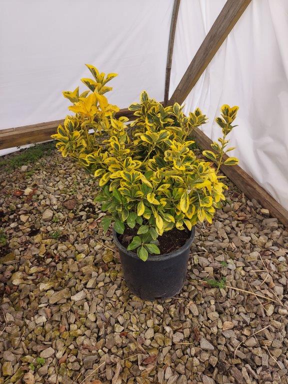 SPRING CONSIGNMENT AUCTION