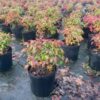 SPRING CONSIGNMENT AUCTION