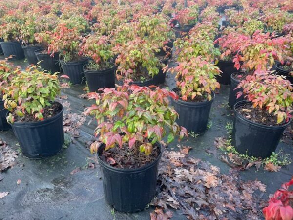 SPRING CONSIGNMENT AUCTION