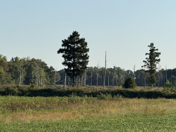 64 +/- ACRES