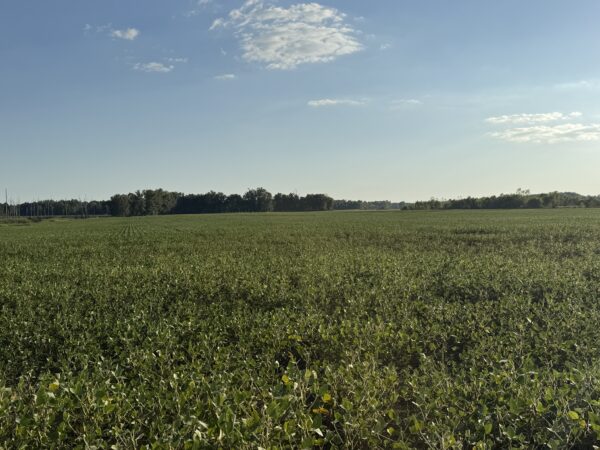 64 +/- ACRES