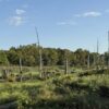 64 +/- ACRES