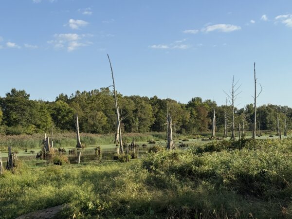 64 +/- ACRES