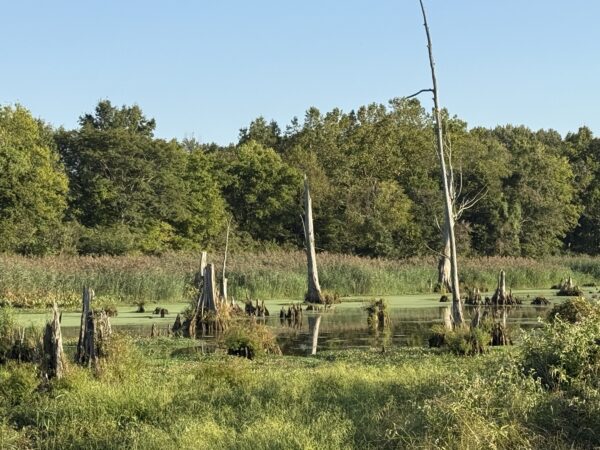 64 +/- ACRES
