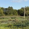 64 +/- ACRES