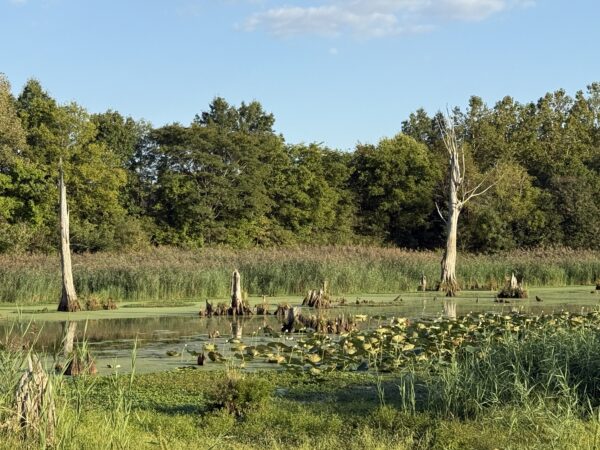 64 +/- ACRES