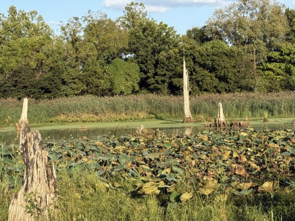 64 +/- ACRES