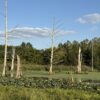 64 +/- ACRES