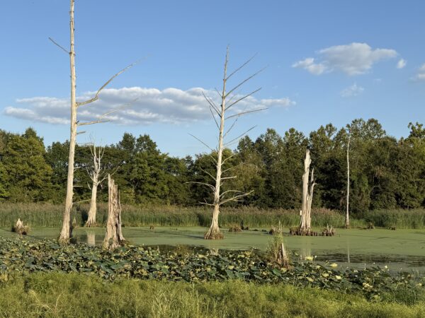 64 +/- ACRES