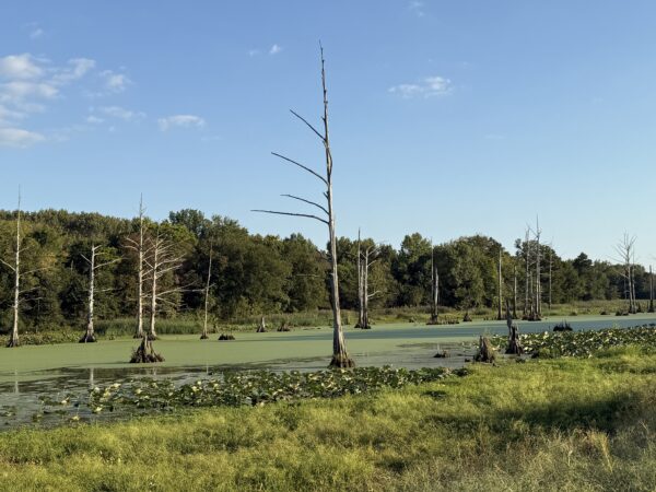 64 +/- ACRES