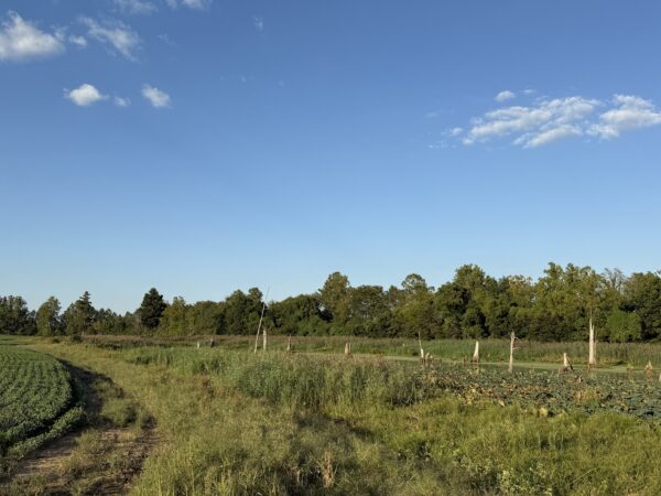 64 +/- ACRES