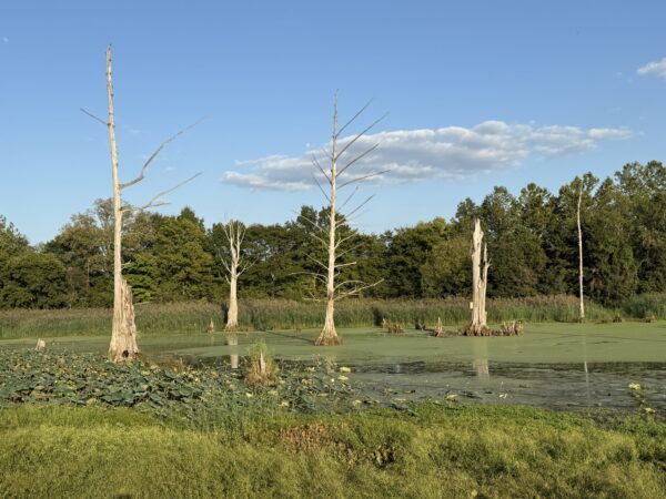 64 +/- ACRES