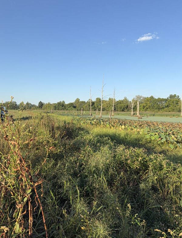 64 +/- ACRES