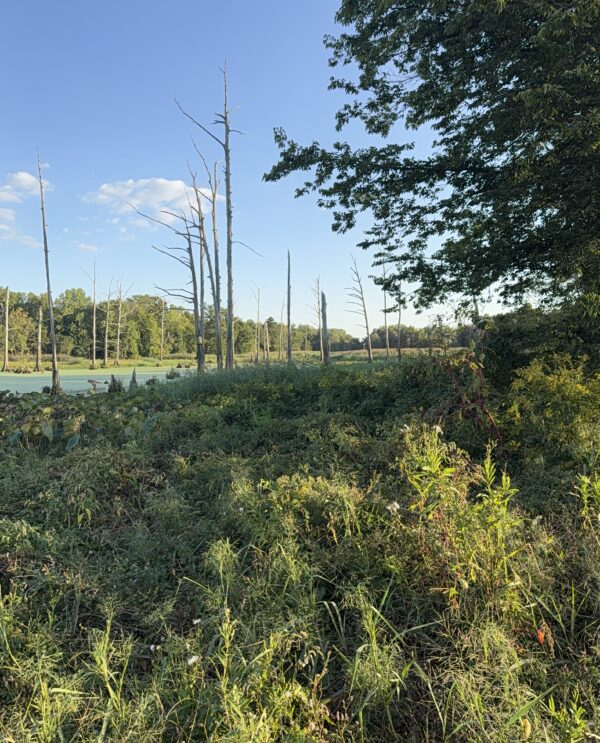 64 +/- ACRES