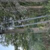 64 +/- ACRES