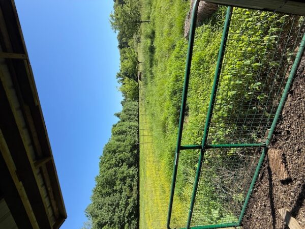 20.42 ACRES with NICE HOME, BARNS & POLE BARN HOME