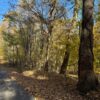 75.75+/- ACRES of HUNTING and TIMBER LAND