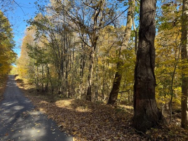 75.75+/- ACRES of HUNTING and TIMBER LAND