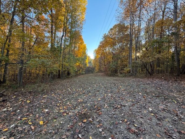 75.75+/- ACRES of HUNTING and TIMBER LAND