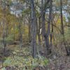75.75+/- ACRES of HUNTING and TIMBER LAND