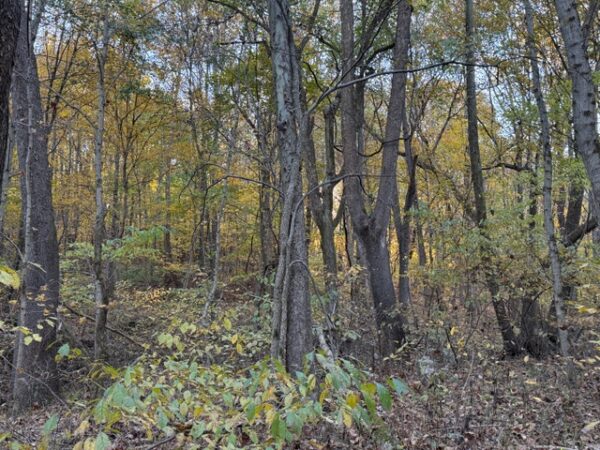 75.75+/- ACRES of HUNTING and TIMBER LAND