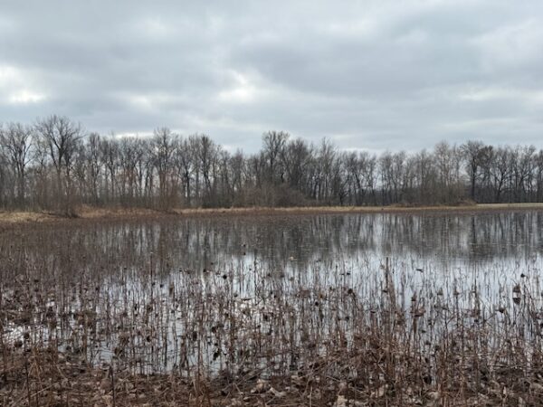 IMG_1294 21.17+/- ACRES IN TWO TRACTS - HOME-POND-BUILDING SITE