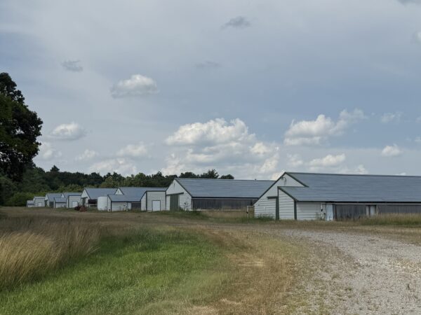 IMG_6118 170+/- ACRES-50 POULTRY HOUSES-5 HOMES-OFFERED IN 9 TRACTS