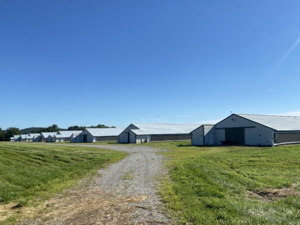 tract 6 170+/- ACRES-50 POULTRY HOUSES-5 HOMES-OFFERED IN 9 TRACTS