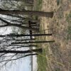 4.14-ACRE RIVERFRONT LOT - Trumbo Rd., Morganfield, KY 42437