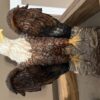 LIVE AUCTION - FURNISHINGS - DECOR - TOOLS - SHOP ITEMS