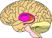 caudate nucleus