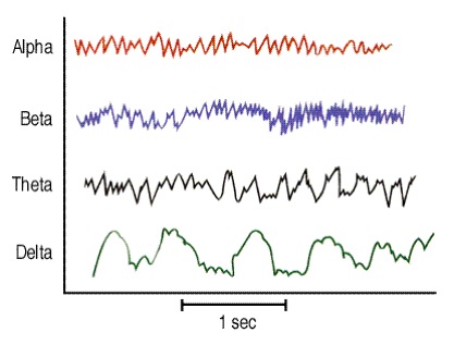 brain waves