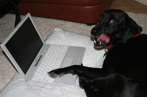 even your dog will read your blog