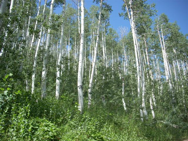 beautiful Aspen trees