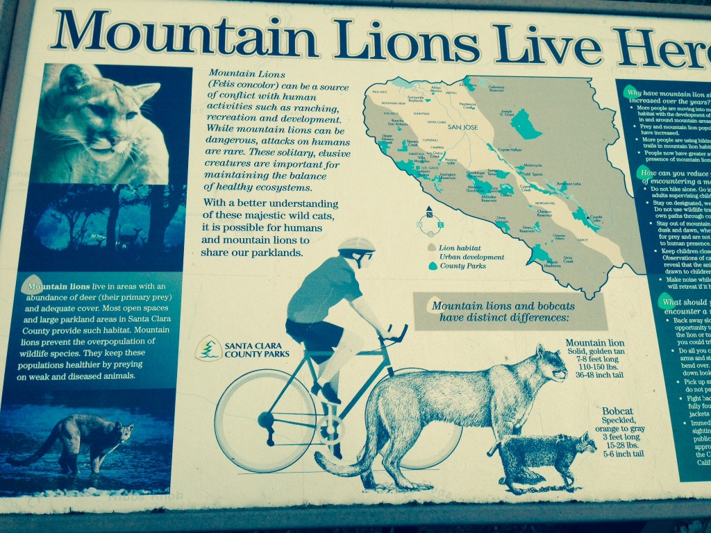 Don't you love the way this mountain biker is positioned right beside a mountain lion and bobcat? I want a sign like this hanging in my house. Cool by mere juxtaposition.