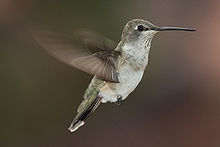hummingbirdwikipedia
