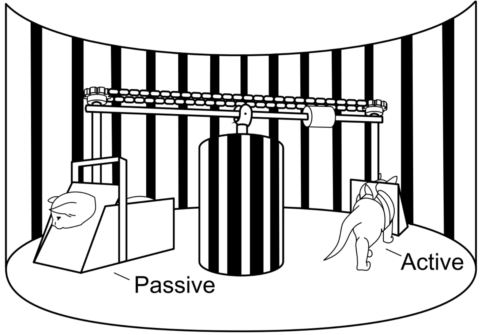 Kitten carousel experiment