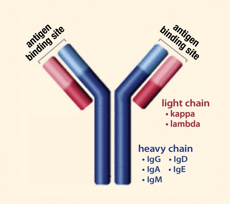 zaterdag Smeltend rivaal Measuring M-Protein SPEP, UPEP Tests | Int'l Myeloma Fdn