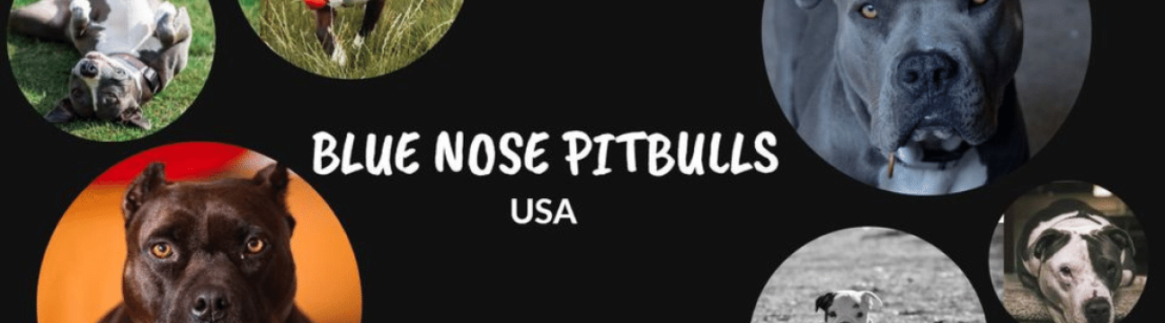 Blue Nose pitbulls USA