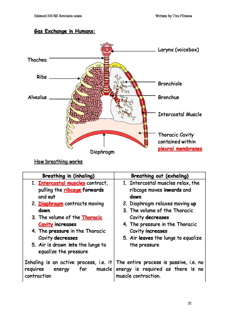 Biology Revision Notes Part3