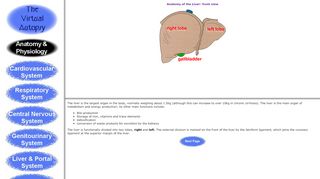 
                            7. Anatomy and Physiology of Hepatic Portal System Tutorial - Central Portal System