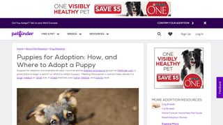 
                            7. Puppies for Adoption | Petfinder - Adopt A Pet Rescue Portal