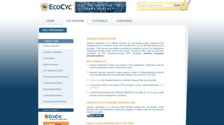 
                            3. Aerobic respiration - E. coli student portal