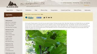 
                            4. Alder - Alaska.org