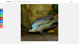 
                            3. @malawi.cichliden.portal Instagram post (photo) Protomelas Similis ...